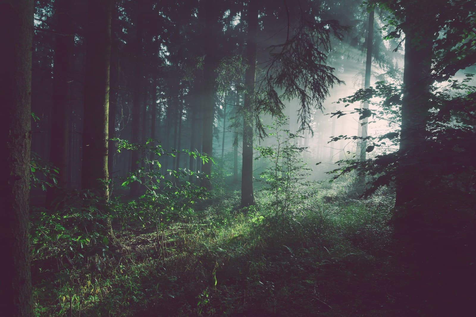Sunlight filtering through a green forest canopy